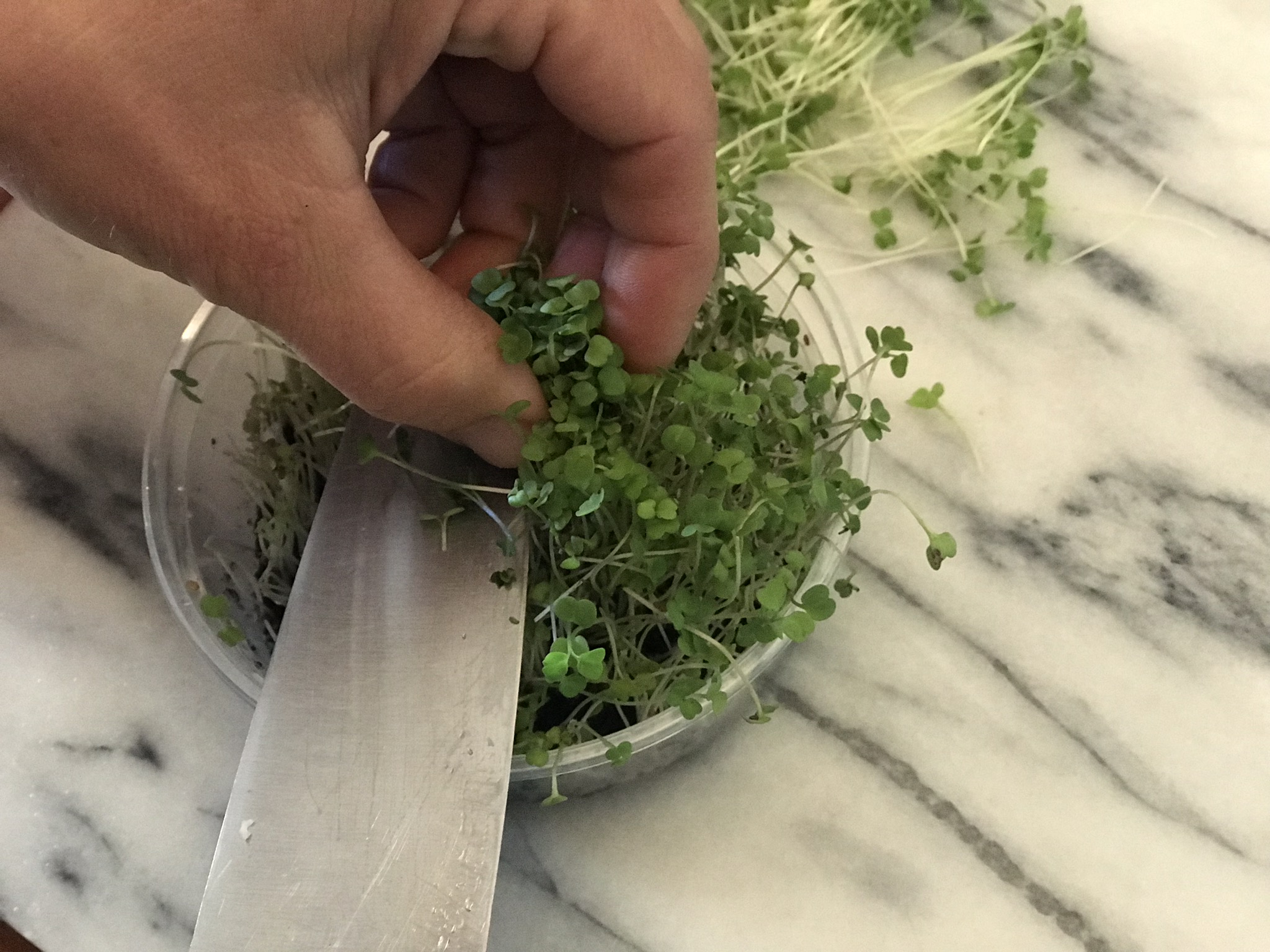 The Pinch-and-Cut method of harvesting fresh microgreens. Arugula Microgreens pictured.