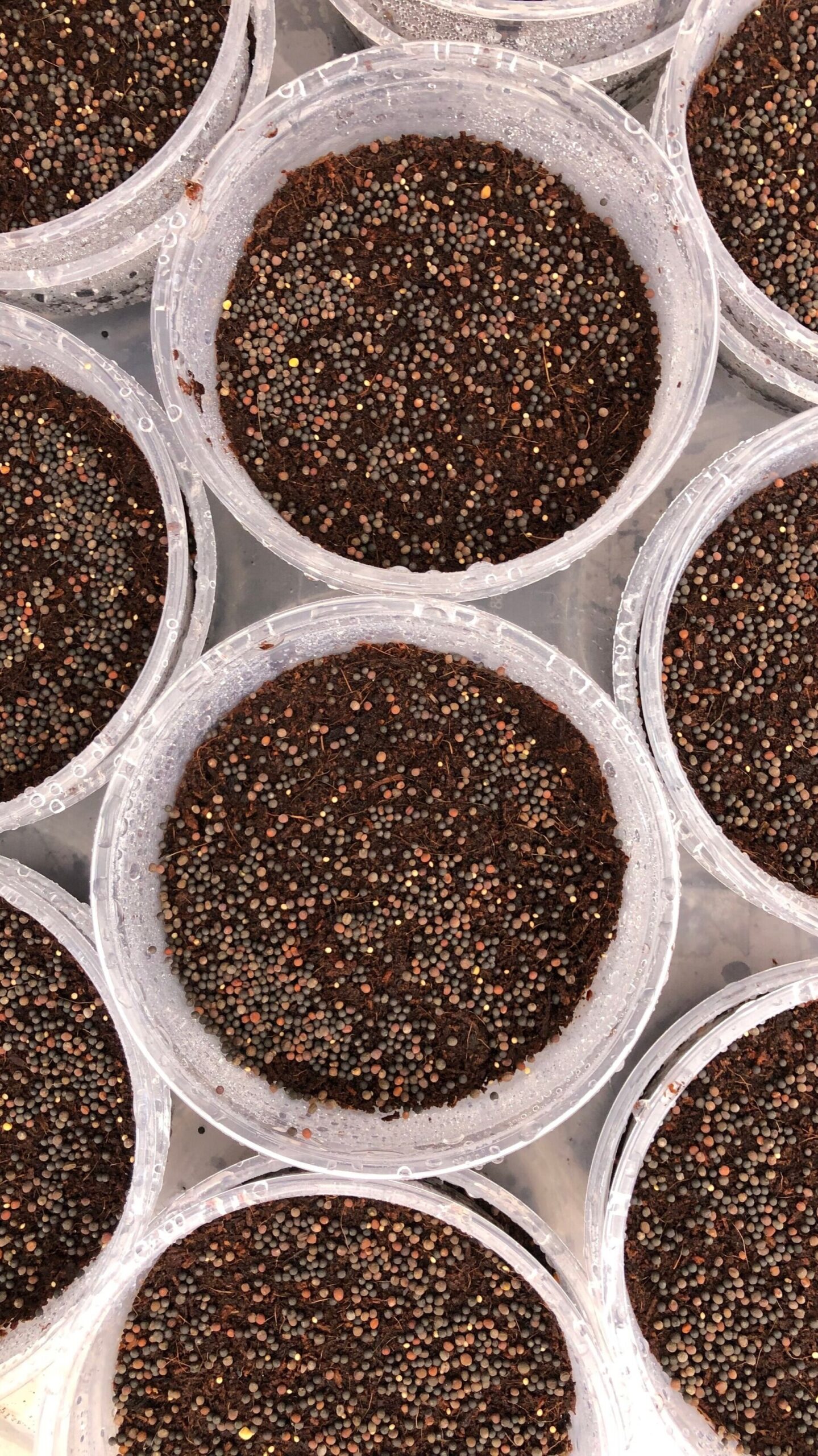 growing microgreens
