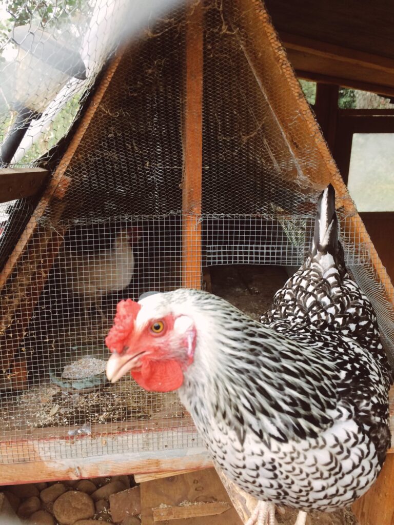 my chicken walking around my walk-in chicken coop