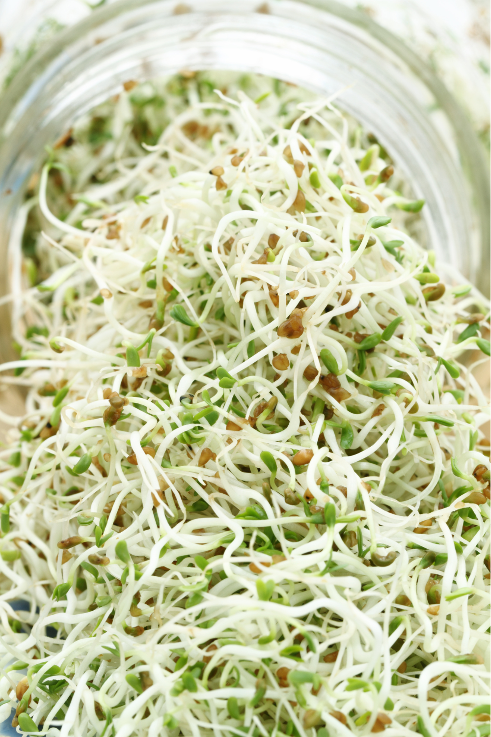 Alfalfa Sprouts