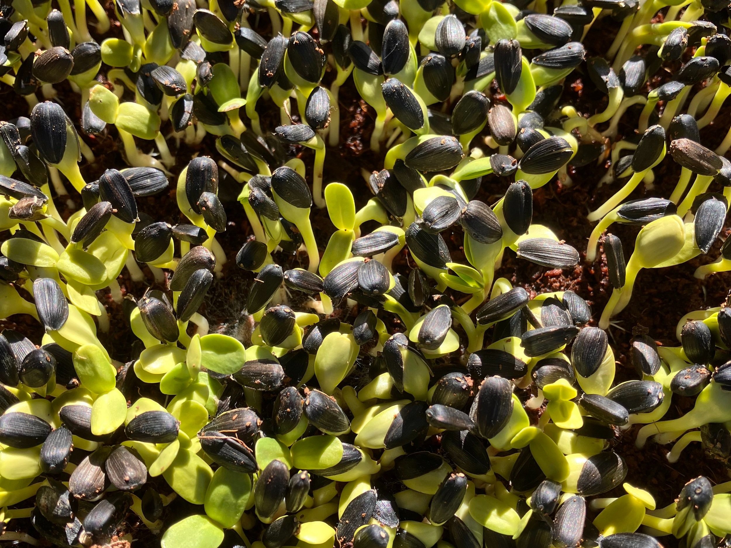 Sunflower Shoots After Topper Tray Removed, yellowish shoots with hulls still attached