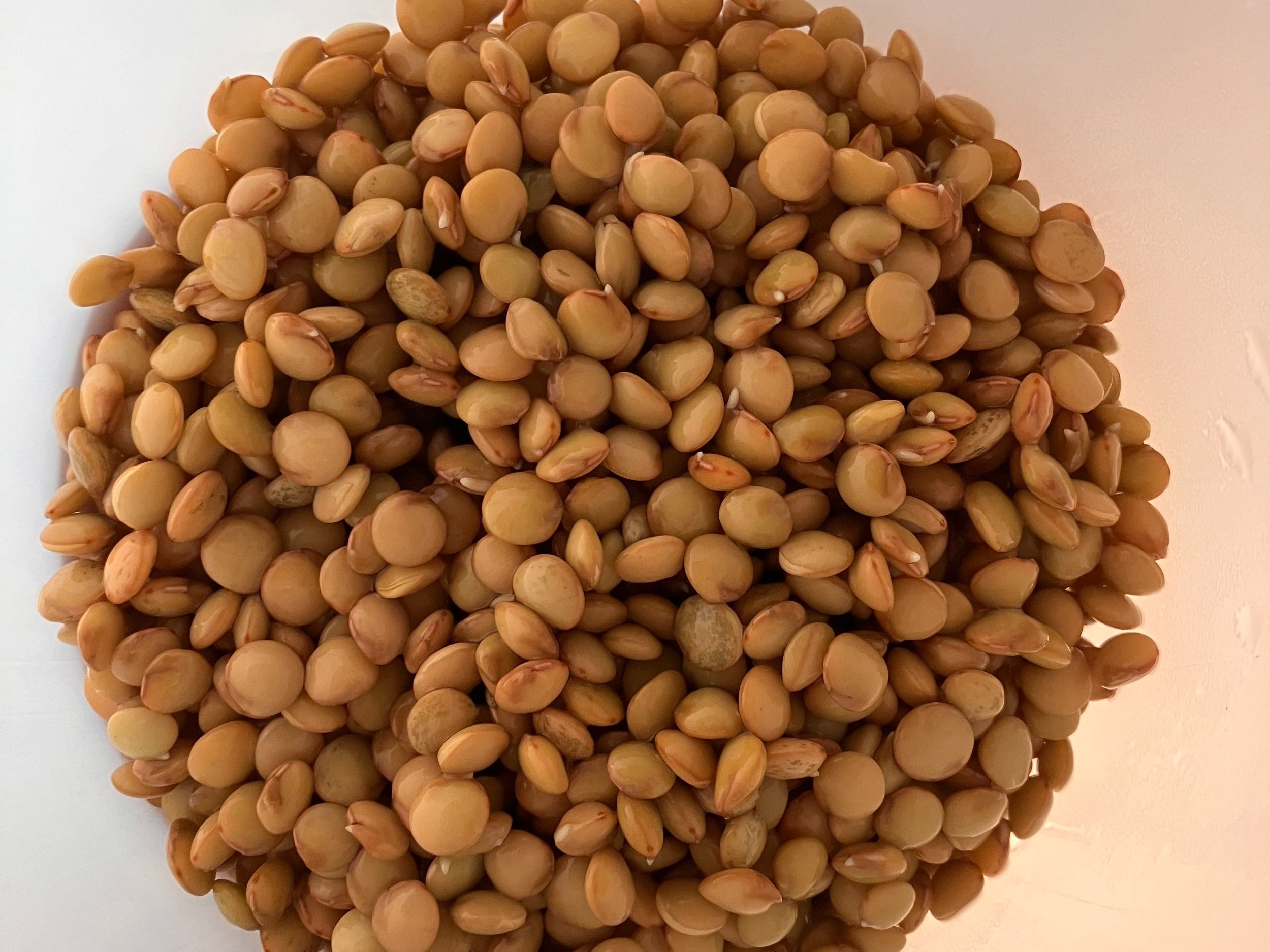 Lentils just starting to sprout