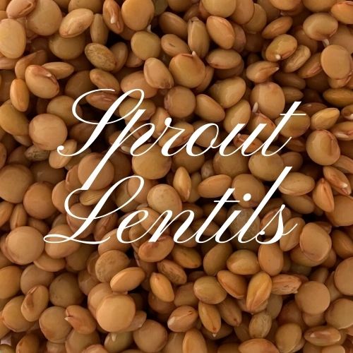 Learn How To Sprout Lentils Like a Pro