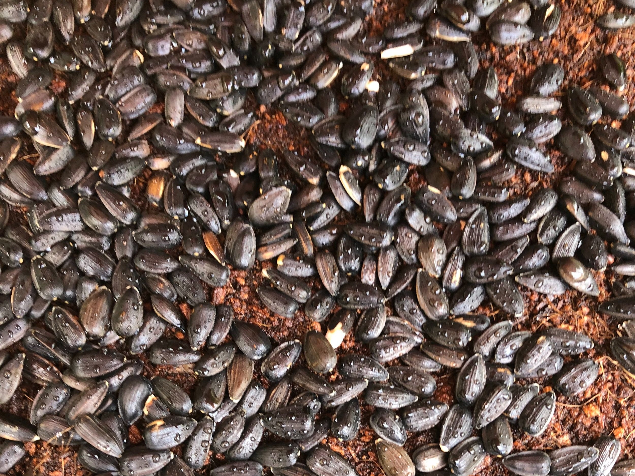 Freshly Sown Sunflower Seeds After Misting