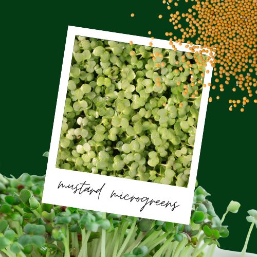 All About Mustard Microgreens (Intense Mustardy Flavor)