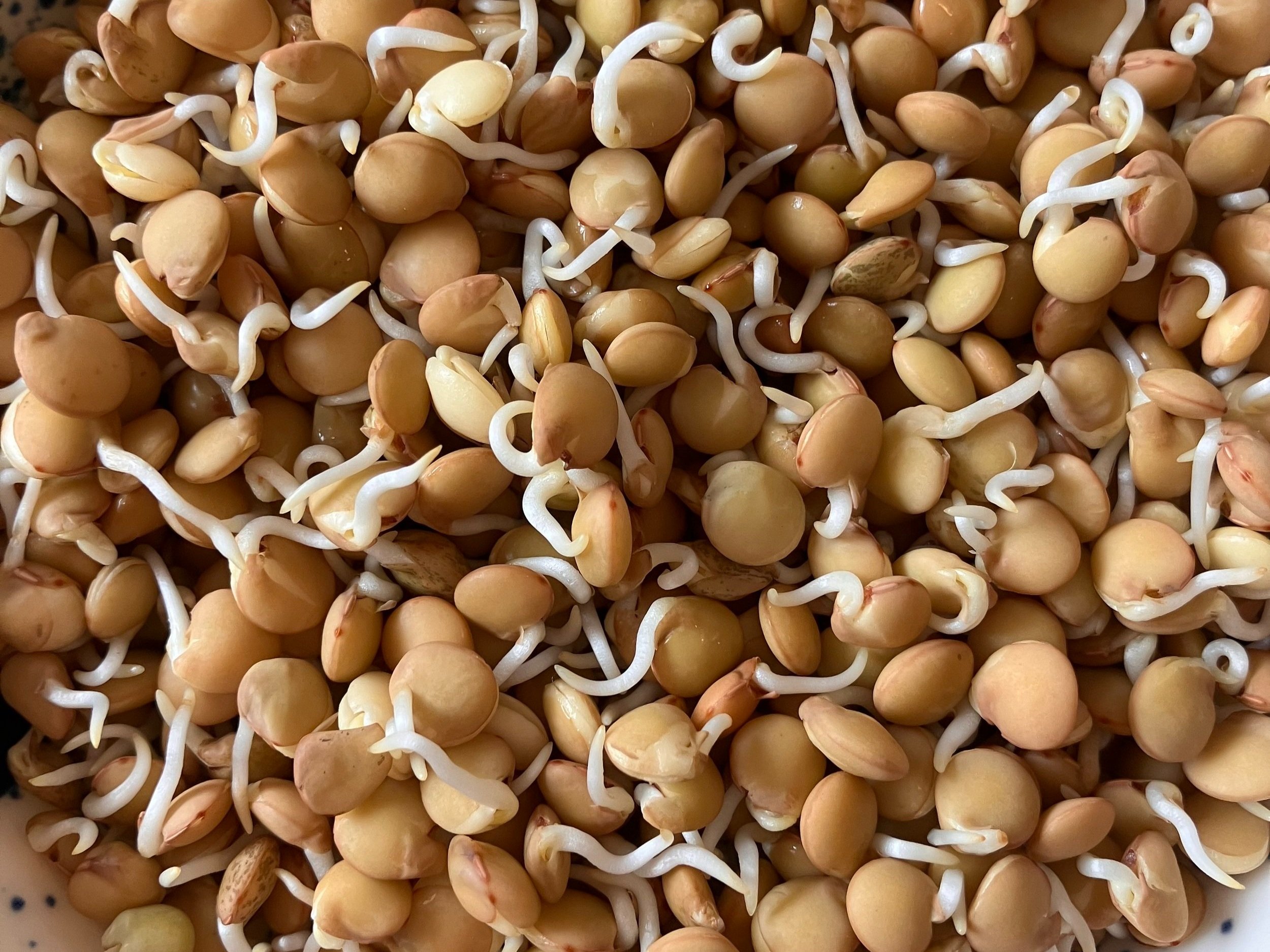 Sprouted Lentils