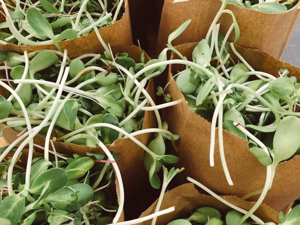 Sunflower Shoots in bags at the farmers market