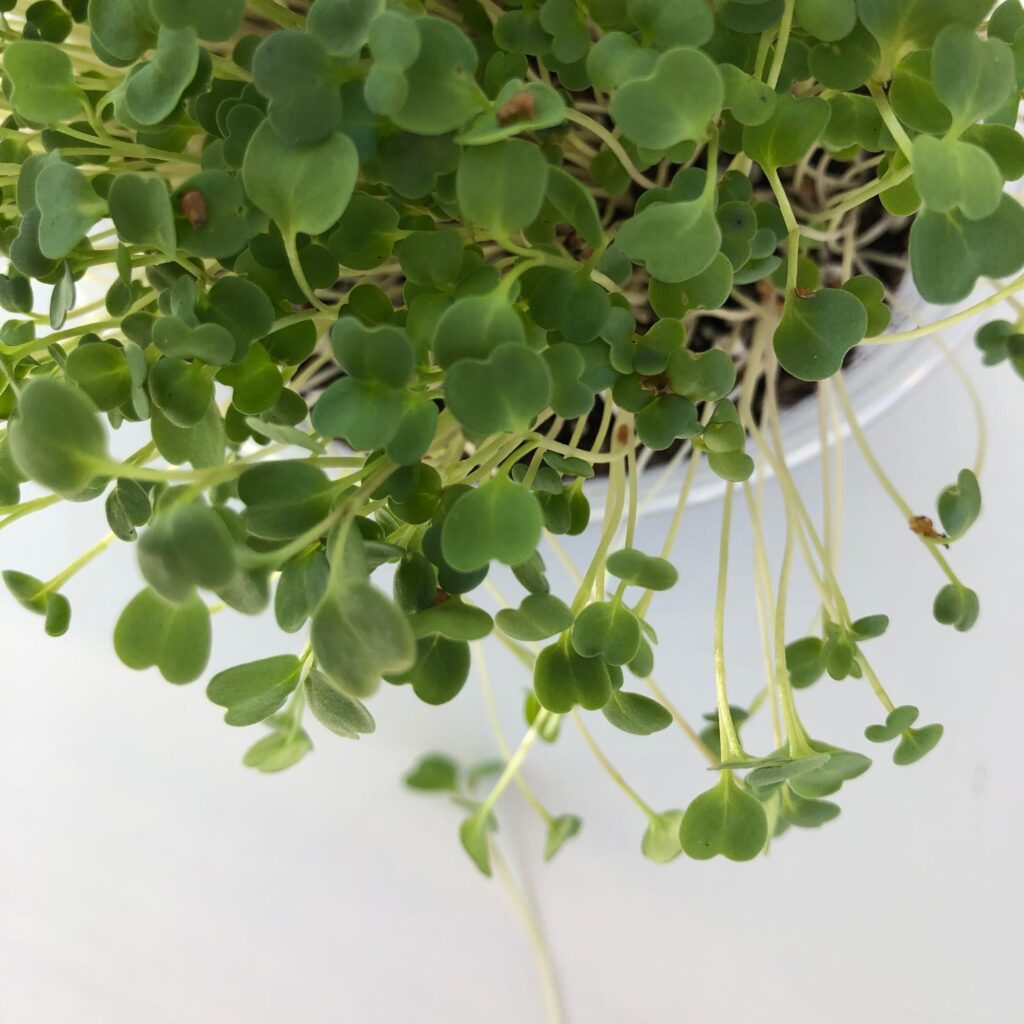 Living tray of micro arugula