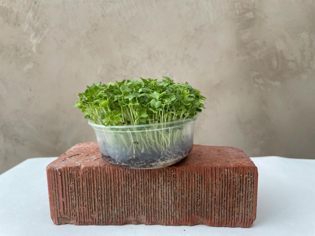 Arugula Microgreens