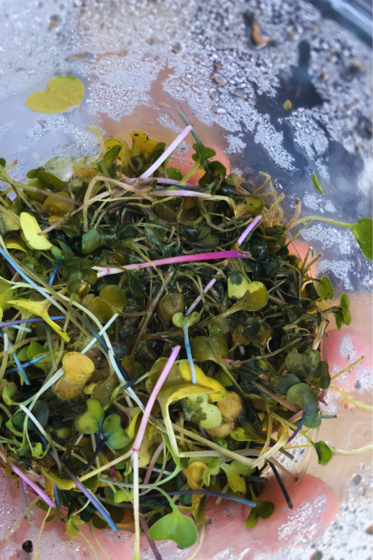 3 Ways to Wash Microgreens And Avoid Mushy Microgreens