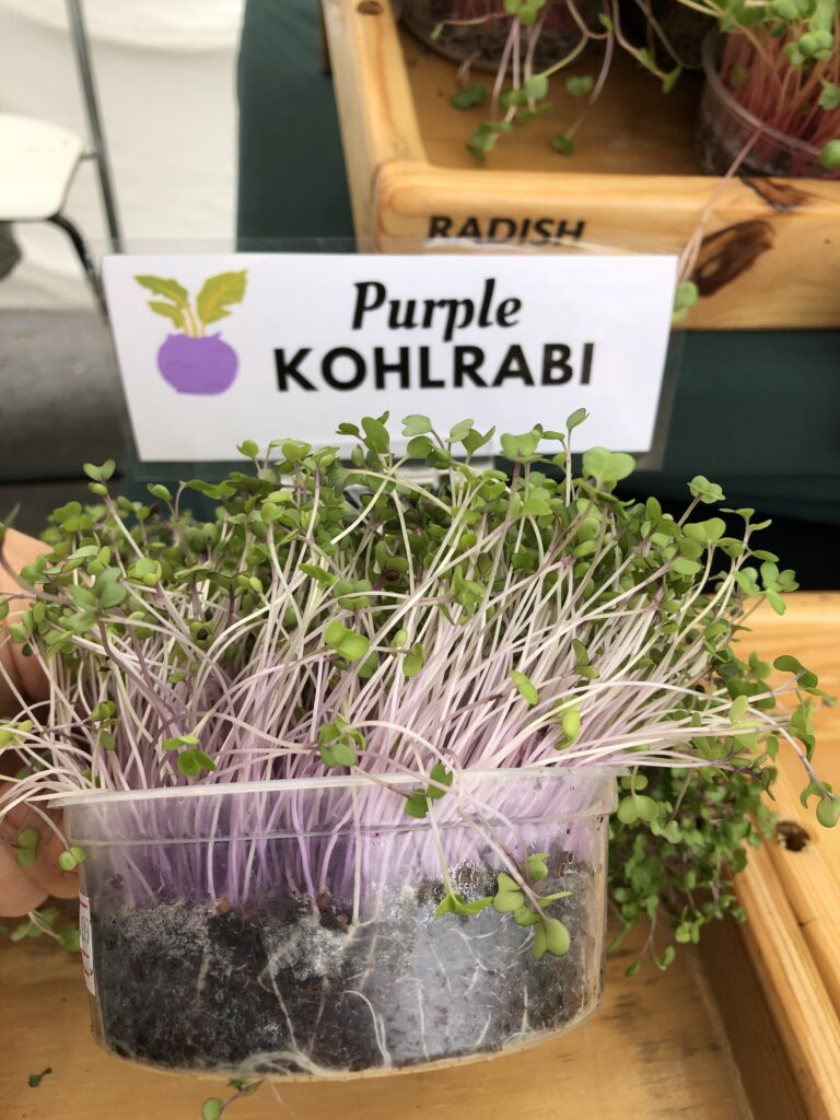 Microgreens 101: Learn All About Kohlrabi Microgreens